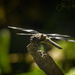 Dragonfly Taking A Stand by jgpittenger