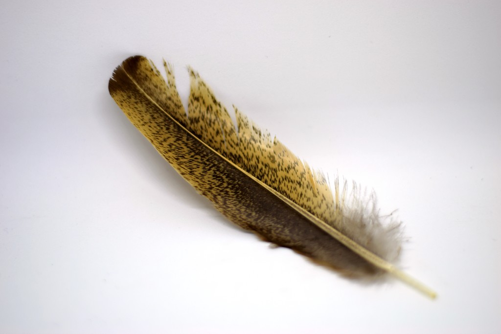 curve of a feather by christophercox