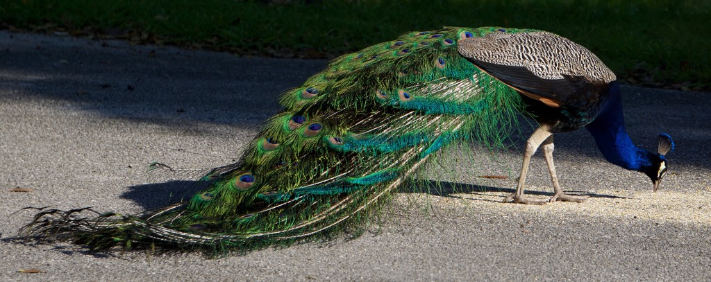 Fort Pierce is where peacocks stop traffic by eudora