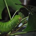 Day 242: Luna moth caterpillar   by jeanniec57