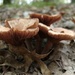 Day 243: Mushroom Mania ! by jeanniec57