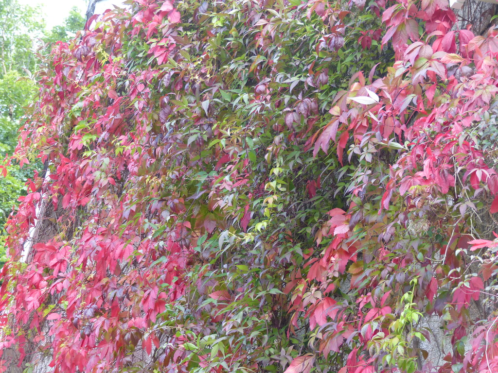  Autumn Colour by susiemc
