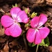 Two Pink Geraniums ~ by happysnaps