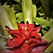 Centre of my Bromeliad ~ by happysnaps