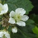 Bramble Flowers by roachling