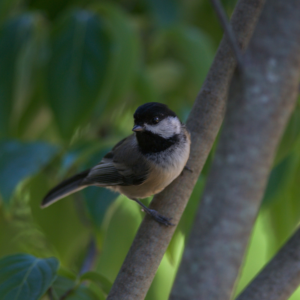 Chickadee in the afternoon by berelaxed