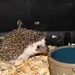 Hedgehog by essiesue