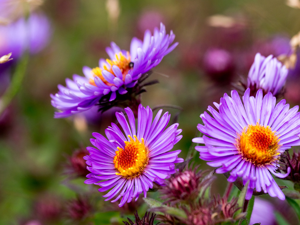 New England Asters Closeup by rminer