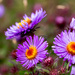 New England Asters Closeup by rminer