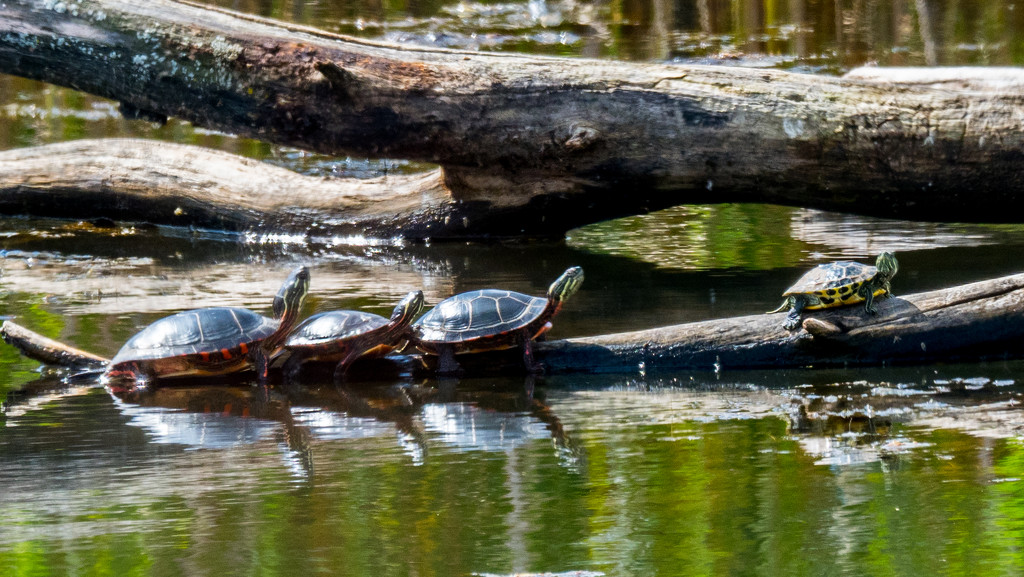 Turtles in a row by rminer