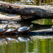 Turtles in a row by rminer