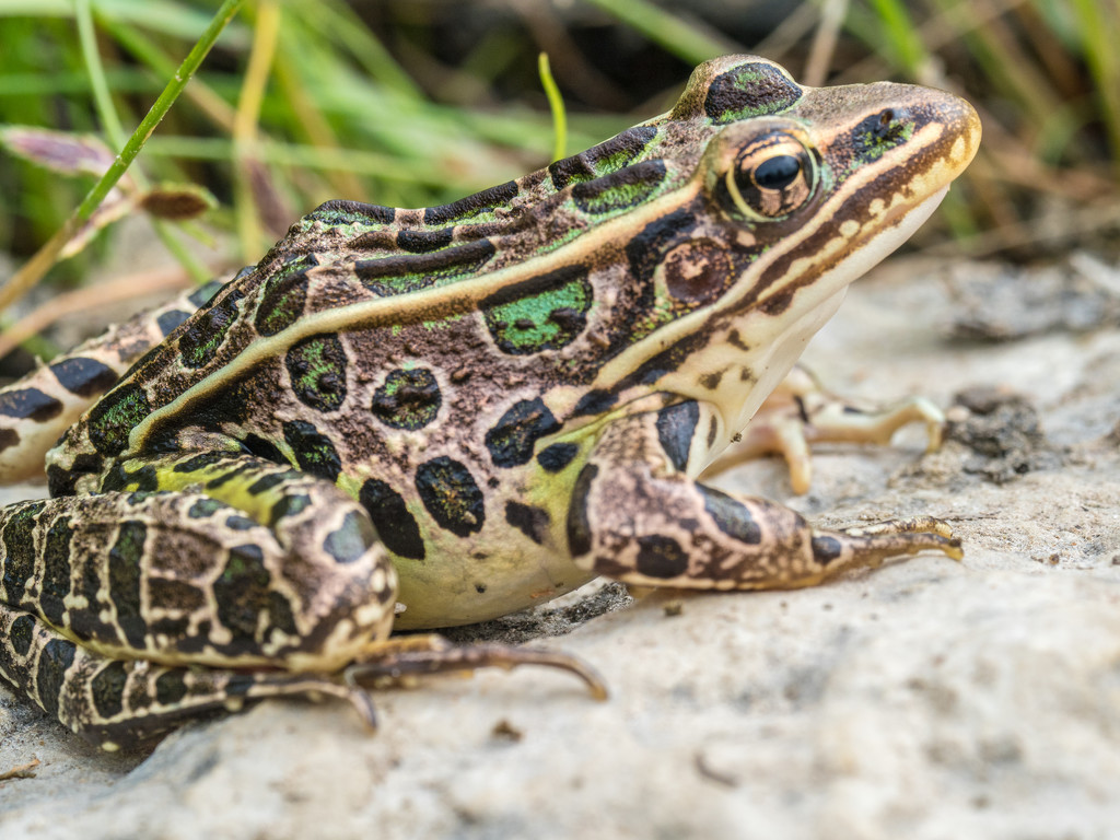 Leopard Frog Sideview on the rocks by rminer
