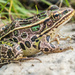 Leopard Frog Sideview on the rocks by rminer