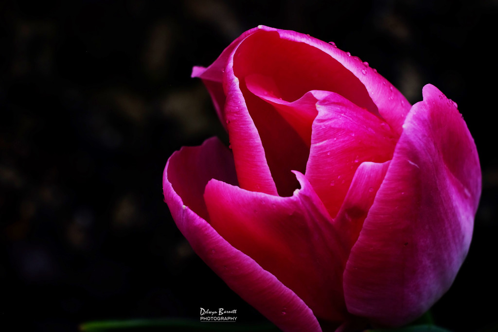 Pink Tulip by dkbarnett