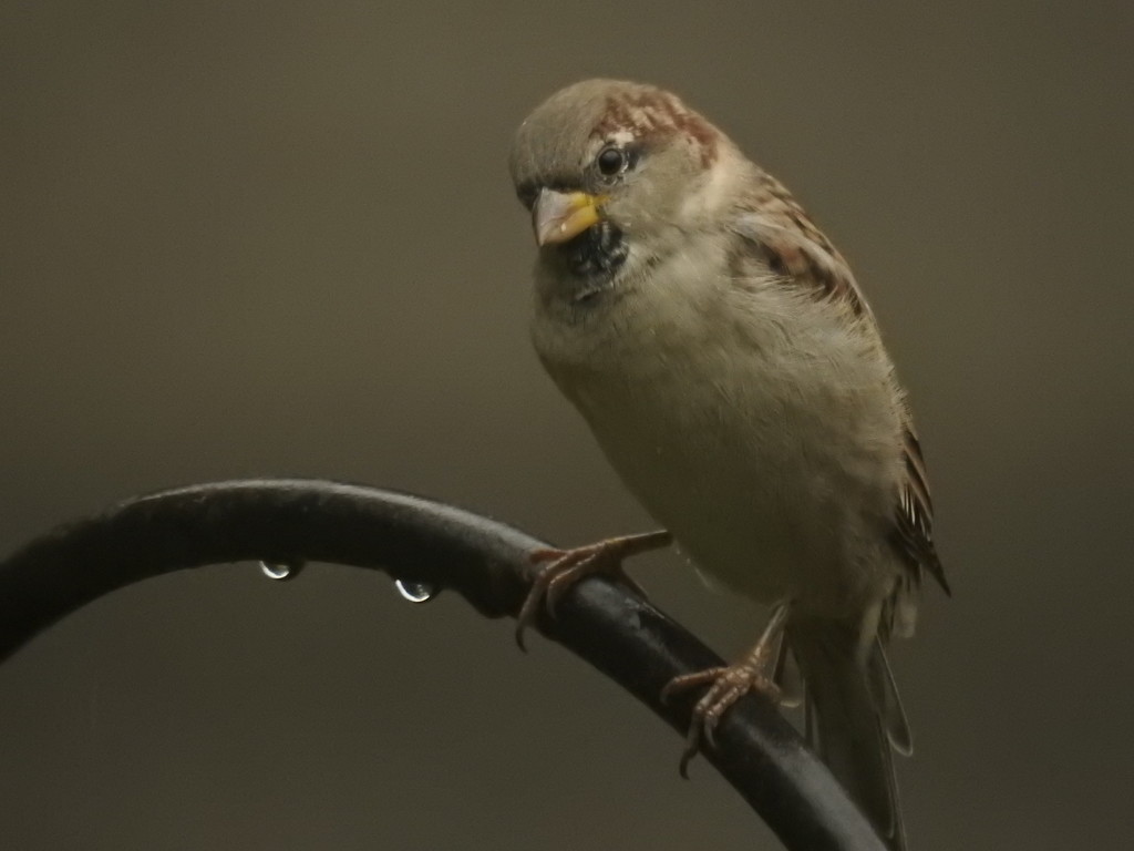 1sparrow,2raindrops by amyk