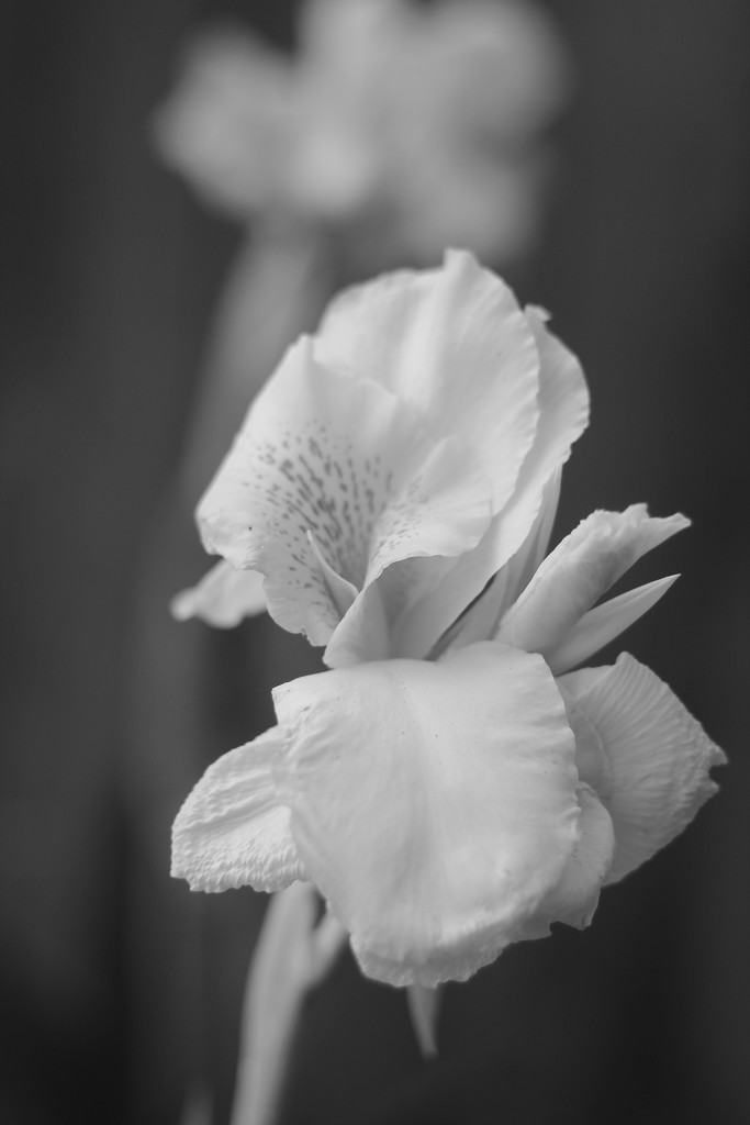 calla lily by milaniet