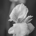 calla lily by milaniet