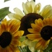 Cheeful Sunflower Trio by julie
