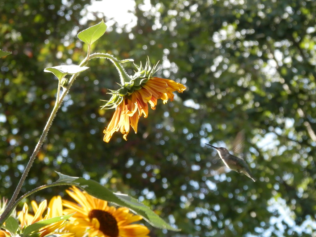 Hummingbird by julie