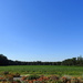 Carolina Blue Sky landscape by homeschoolmom