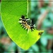 Milkweed Tiger Moth by olivetreeann