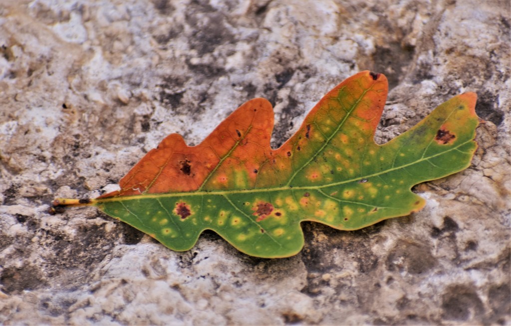 First signs of fall by caitnessa