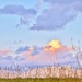 Prairie Grass by lynnz