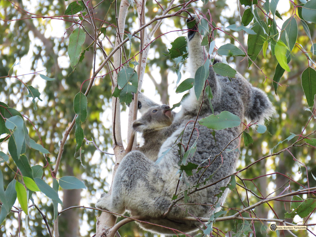 Dinner hangout by koalagardens