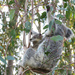 Dinner hangout by koalagardens