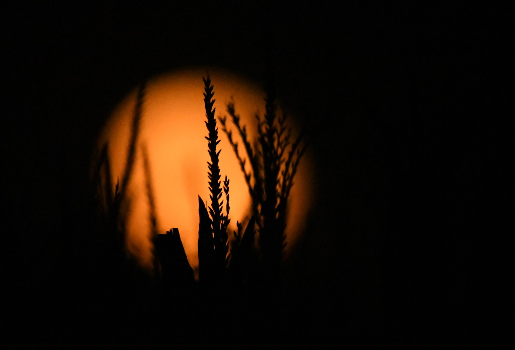 Moonrise Behind Kansas Cornfield by kareenking