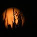 Moonrise Behind Kansas Cornfield by kareenking