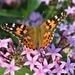Painted Lady, I think by sandlily