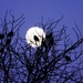 Moon and Starlings by dkbarnett