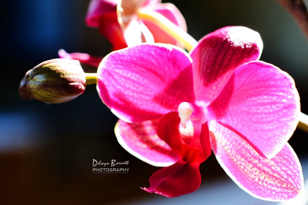 Phalaenopsis orchid by dkbarnett