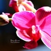 Phalaenopsis orchid by dkbarnett