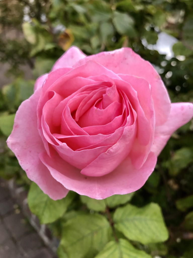 Rose by emma1231