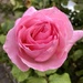 Rose by emma1231