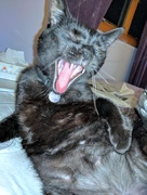 1st Aug 2017 - Giant cat yawn