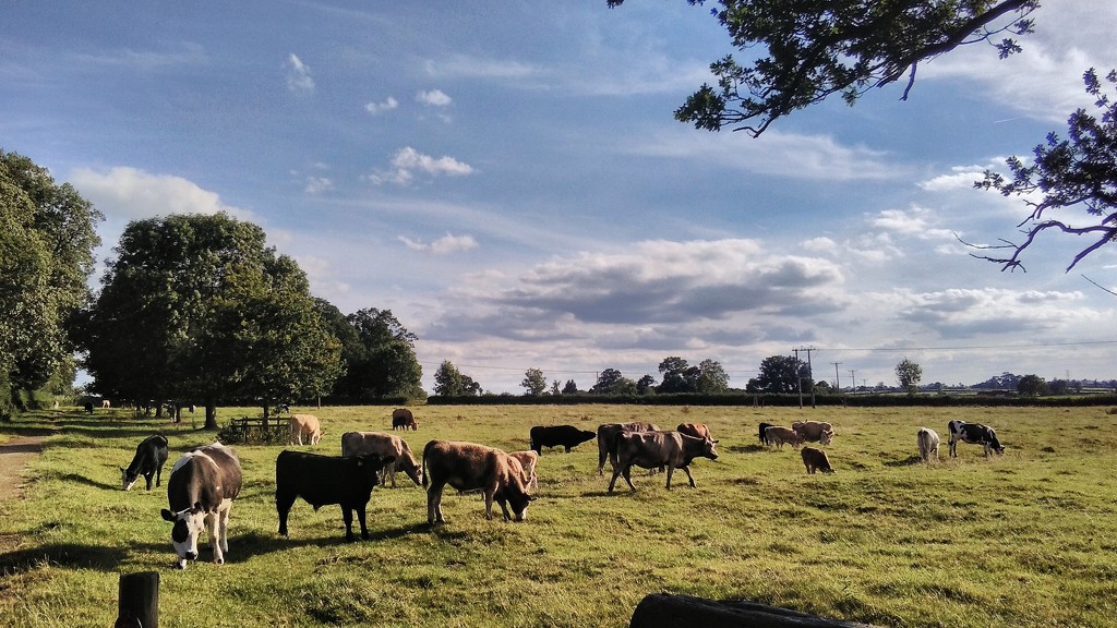 Cows by richardcreese