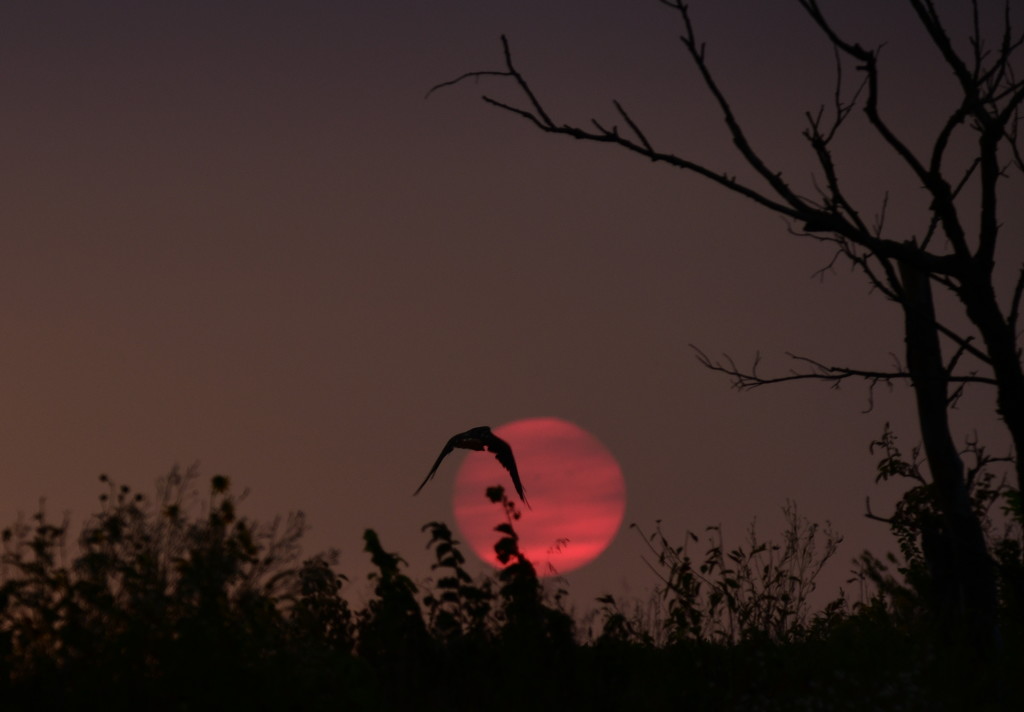 Hawk Flies into Kansas Sunrise by kareenking