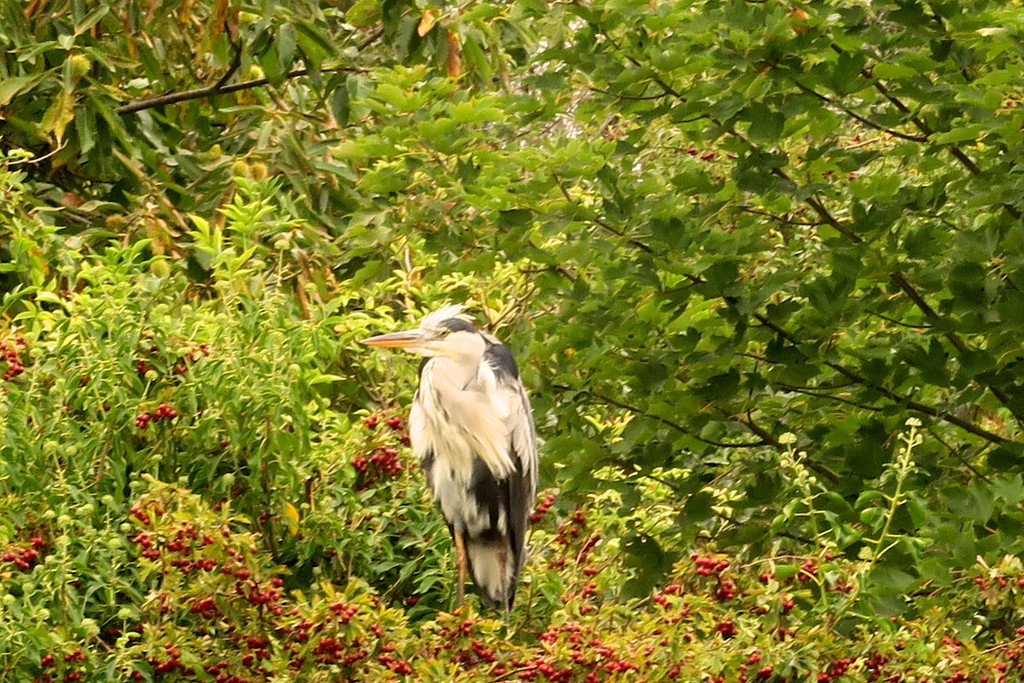 Heron In A Tree by davemockford
