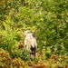 Heron In A Tree by davemockford