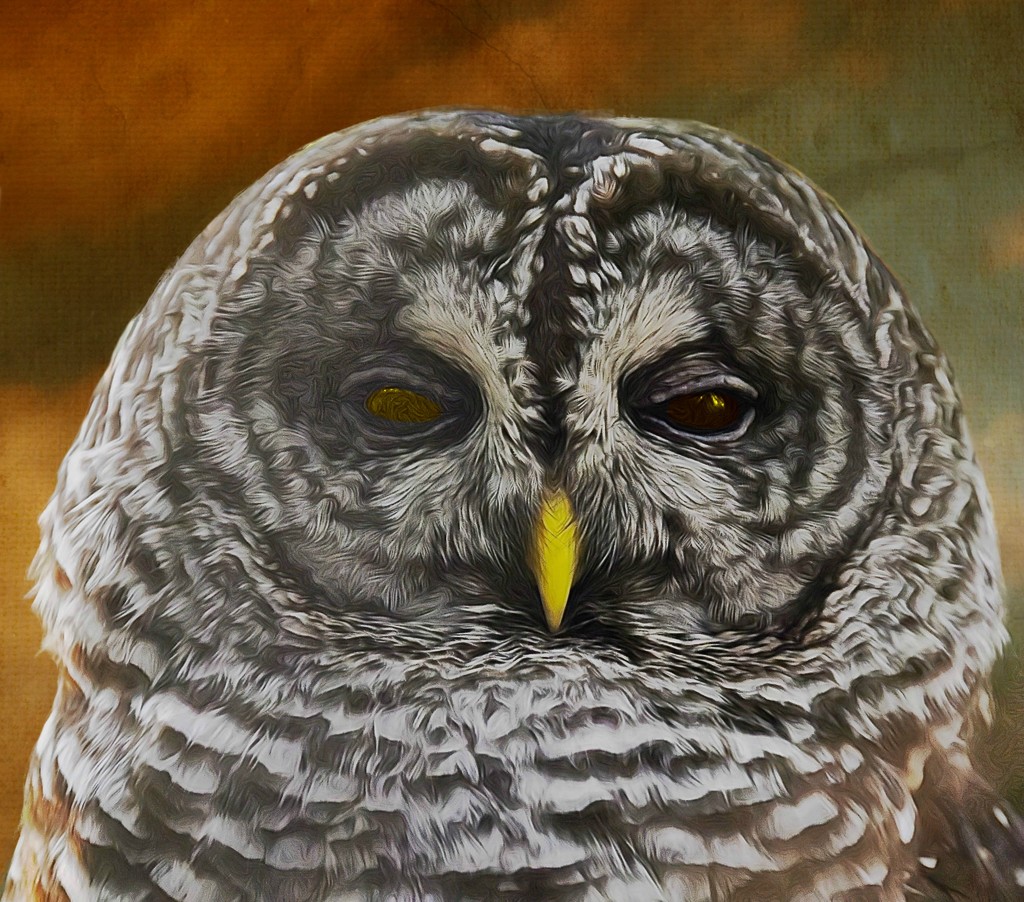 Barred owl  by joysfocus