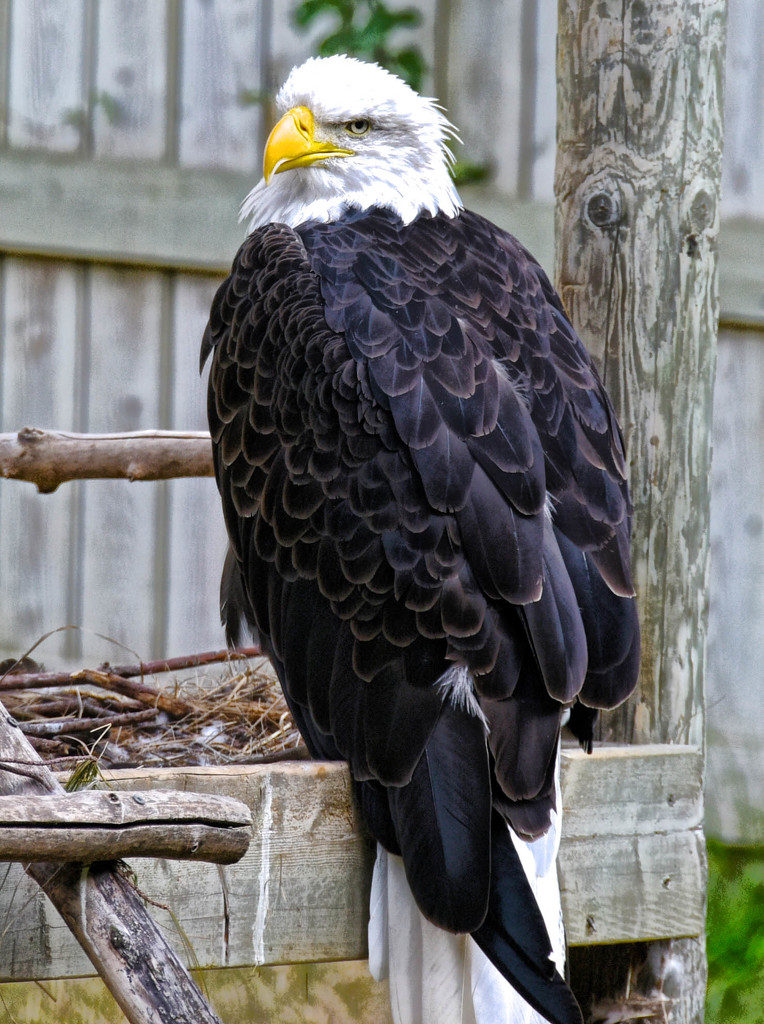 Bald Eagle by joysfocus
