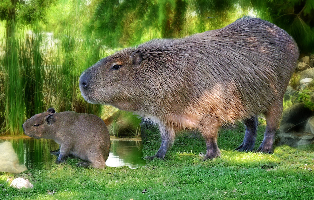 Mama Capybara and Baby  by joysfocus
