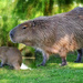 Mama Capybara and Baby  by joysfocus