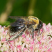 Pollen Overload by gardencat