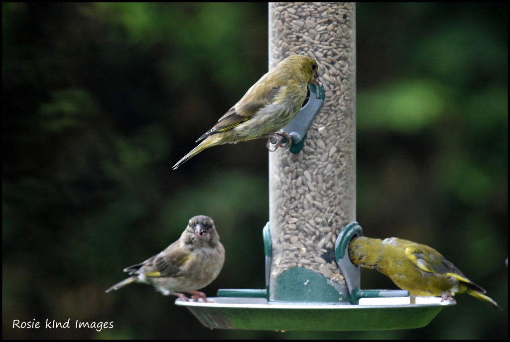 Nice to see the greenfinches by rosiekind