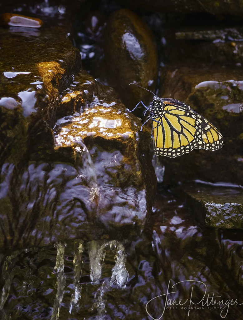 Monarch Getting a Drink by jgpittenger