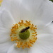 White by daffodill